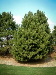 Сосна Чёрная (Pinus Nigra) купить по цене от 270.00р. в интернет-магазине «Посадика» с доставкой почтой в в Кинелье и по всей России – [изображение №1].