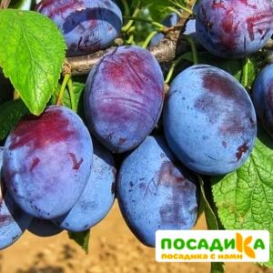 Слива Чачакская ранняя купить по цене от 229.00р. в интернет-магазине «Посадика» с доставкой почтой в в Кинелье и по всей России – [изображение №1].