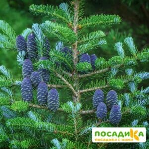 Пихта корейская (Abies koreana) купить по цене от 450.00р. в интернет-магазине «Посадика» с доставкой почтой в в Кинелье и по всей России – [изображение №1].