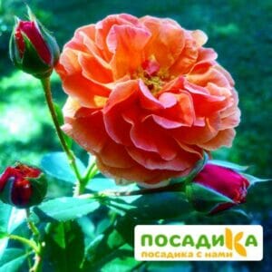 Роза Арабия купить по цене от 350.00р. в интернет-магазине «Посадика» с доставкой почтой в в Кинелье и по всей России – [изображение №1].