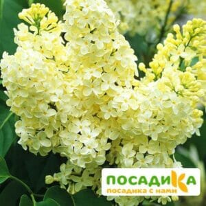 Сирень Примроуз (Primrose) купить по цене от 529.00р. в интернет-магазине «Посадика» с доставкой почтой в в Кинелье и по всей России – [изображение №1].