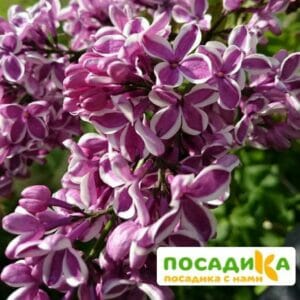 Сирень Сенсация купить по цене от 529.00р. в интернет-магазине «Посадика» с доставкой почтой в в Кинелье и по всей России – [изображение №1].