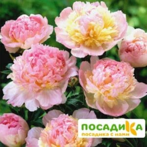 Пион Распберри Сандей (Paeonia Raspberry Sundae) купить по цене от 959р. в интернет-магазине «Посадика» с доставкой почтой в в Кинелье и по всей России – [изображение №1].