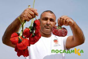 Клубника Гигант Джорнея купить по цене от 266р. в интернет-магазине «Посадика» с доставкой почтой в в Кинелье и по всей России – [изображение №1].
