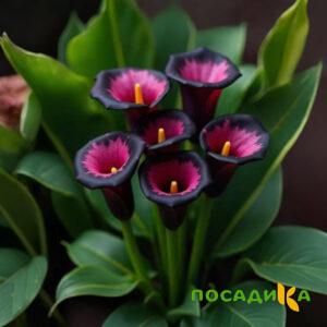 Калла Аура Лейс купить по цене от 400р. в интернет-магазине «Посадика» с доставкой почтой в в Кинелье и по всей России – [изображение №1].