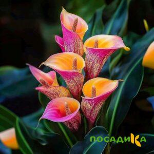 Калла Оникс купить по цене от 450р. в интернет-магазине «Посадика» с доставкой почтой в в Кинелье и по всей России – [изображение №1].