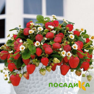 Клубника Рубиновый Шепот (горшечная) купить по цене от 240р. в интернет-магазине «Посадика» с доставкой почтой в в Кинелье и по всей России – [изображение №1].
