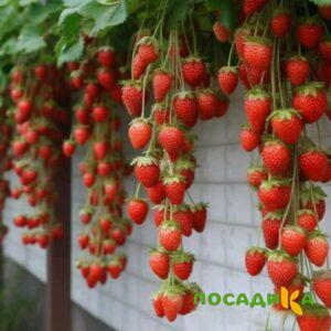 Клубника вьющаяся Комплимент купить по цене от 470р. в интернет-магазине «Посадика» с доставкой почтой в в Кинелье и по всей России – [изображение №1].