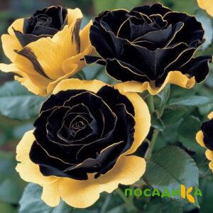 Роза Ханни Сикл купить по цене от 700р. в интернет-магазине «Посадика» с доставкой почтой в в Кинелье и по всей России – [изображение №1].