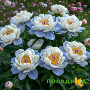 Пион акварельный Этюд купить по цене от 806р. в интернет-магазине «Посадика» с доставкой почтой в в Кинелье и по всей России – [изображение №1].