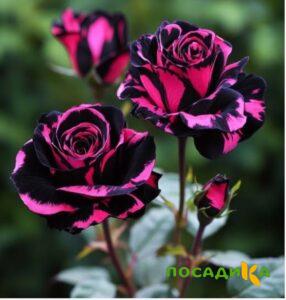 Роза Багровый Шепот купить по цене от 366р. в интернет-магазине «Посадика» с доставкой почтой в в Кинелье и по всей России – [изображение №1].