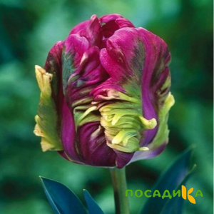 Тюльпан Экзотик Хэвен купить по цене от 186р. в интернет-магазине «Посадика» с доставкой почтой в в Кинелье и по всей России – [изображение №1].